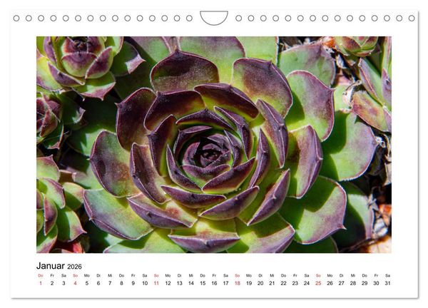 Produktbild: Kakteen und Sukkulenten (Wandkalender 2026 DIN A4 quer), CALVENDO Monatskalender