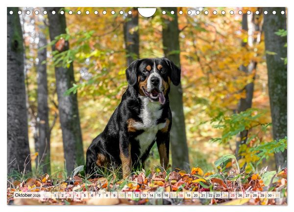 Produktbild: Entlebucher - Temperamentvolle Schweizer Sennenhunde (Wandkalender 2026 DIN A4 quer), CALVENDO Monatskalender