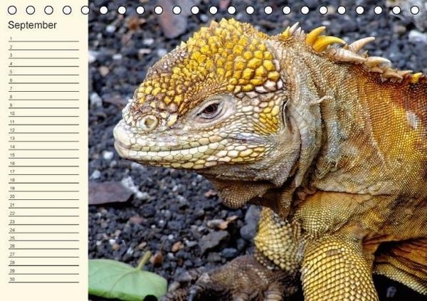 Produktbild: Gal&aacute;pagos Geburtstagskalender (Tischkalender immerw&auml;hrend DIN A5 quer)