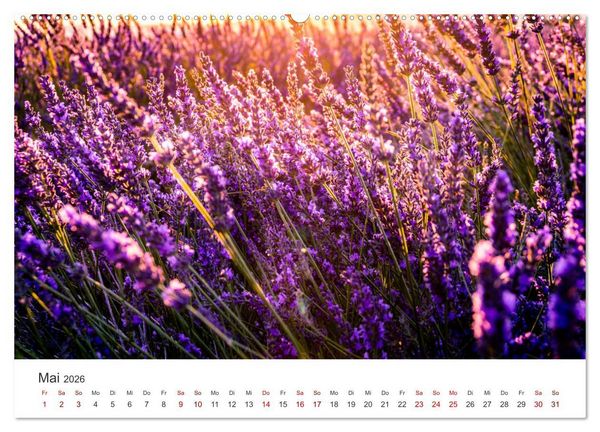 Produktbild: Lavendel - Die violette Wunderblume (hochwertiger Premium Wandkalender 2026 DIN A2 quer), Kunstdruck in Hochglanz