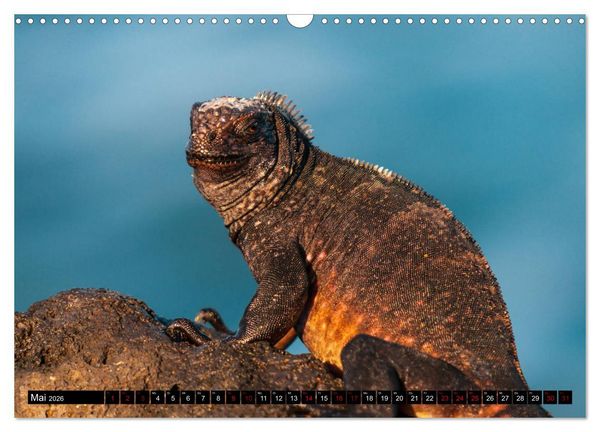 Produktbild: Naturparadies Galapagos - UNESCO Weltkulturerbe (Wandkalender 2026 DIN A3 quer), CALVENDO Monatskalender
