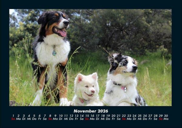 Produktbild: Welpen 2026 Fotokalender DIN A4