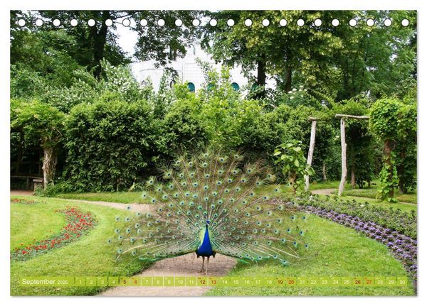 Produktbild: Die Pfaueninsel in Berlin (Tischkalender 2026 DIN A5 quer), CALVENDO Monatskalender