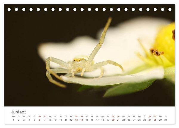 Produktbild: Der etwas andere Blickwinkel (Tischkalender 2026 DIN A5 quer), CALVENDO Monatskalender
