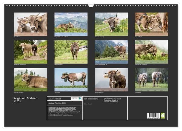 Produktbild: Allg&auml;uer Rindvieh 2026 (Wandkalender 2026 DIN A2 quer), CALVENDO Monatskalender