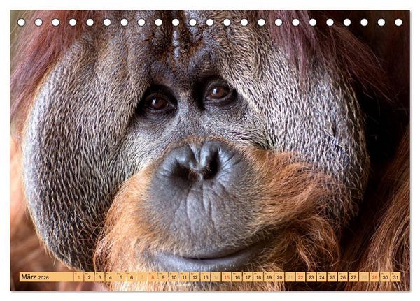 Produktbild: Tiere Schau mir in die Augen (Tischkalender 2026 DIN A5 quer), CALVENDO Monatskalender