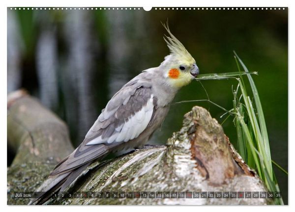 Produktbild: Nymphensittiche (hochwertiger Premium Wandkalender 2026 DIN A2 quer), Kunstdruck in Hochglanz