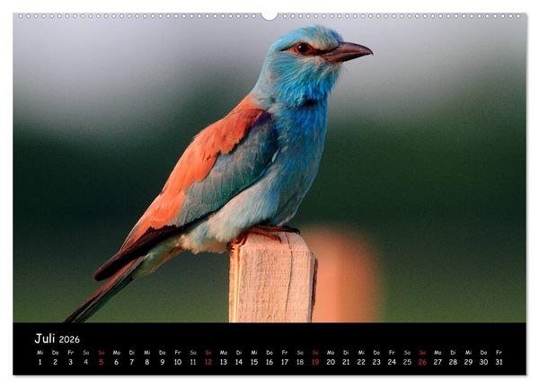 Produktbild: Naturjuwelen - Neusiedler See (Wandkalender 2026 DIN A2 quer), CALVENDO Monatskalender