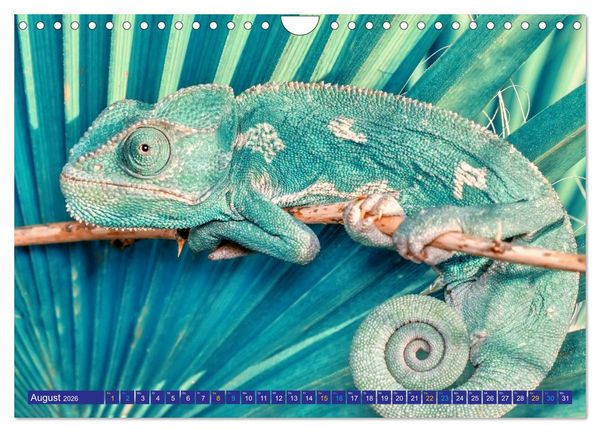 Produktbild: Cham&auml;leon - exotisches Reptil (Wandkalender 2026 DIN A4 quer), CALVENDO Monatskalender