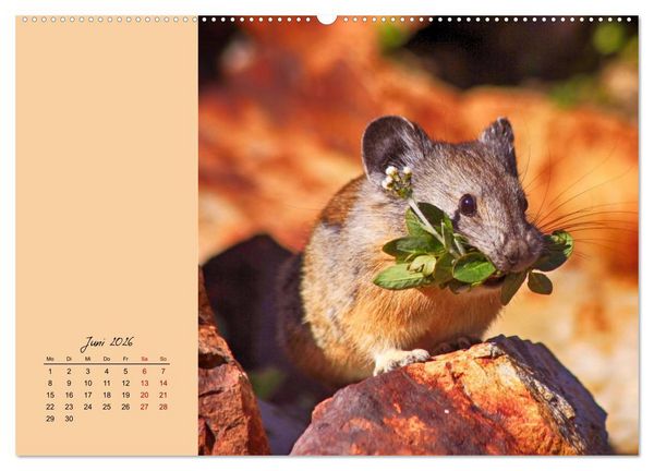 Produktbild: Mausige Zeiten! Putzige Gesellen mit Knopfaugen (hochwertiger Premium Wandkalender 2026 DIN A2 quer), Kunstdruck in Hochglanz