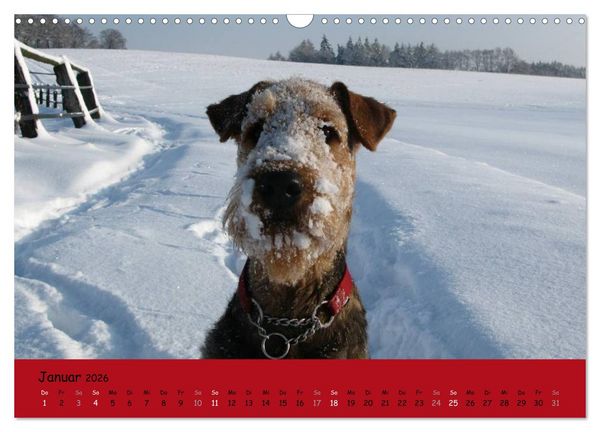 Produktbild: Airedale Terrier (Wandkalender 2026 DIN A3 quer), CALVENDO Monatskalender