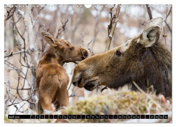 Produktbild: LE G&Eacute;ANT DES FOR&Ecirc;TS CANADIENNES (Calendrier mural 2026 DIN A3 vertical), CALVENDO calendrier mensuel
