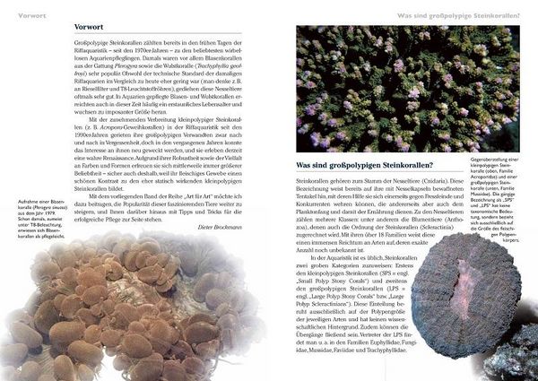 Produktbild: Grosspolypige Steinkorallen im Meerwasseraquarium