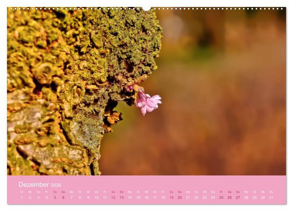 Produktbild: Zarte Kirschbl&uuml;ten - Berauschende Gedankend&uuml;fte (hochwertiger Premium Wandkalender 2026 DIN A2 quer), Kunstdruck in Hochglanz