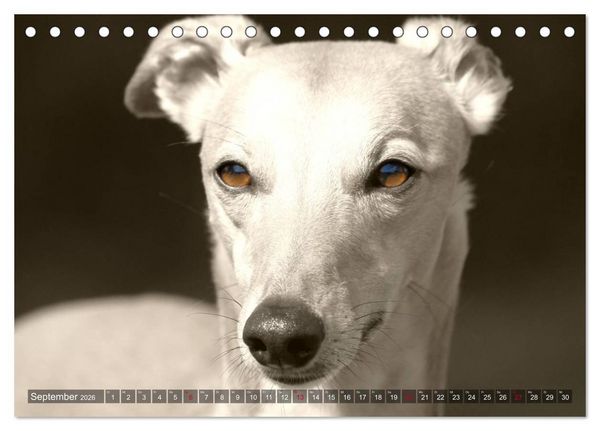 Produktbild: Windhunde eye-catcher (Tischkalender 2026 DIN A5 quer), CALVENDO Monatskalender