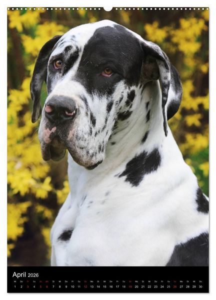 Produktbild: Faszination Deutsche Dogge (Wandkalender 2026 DIN A2 hoch), CALVENDO Monatskalender