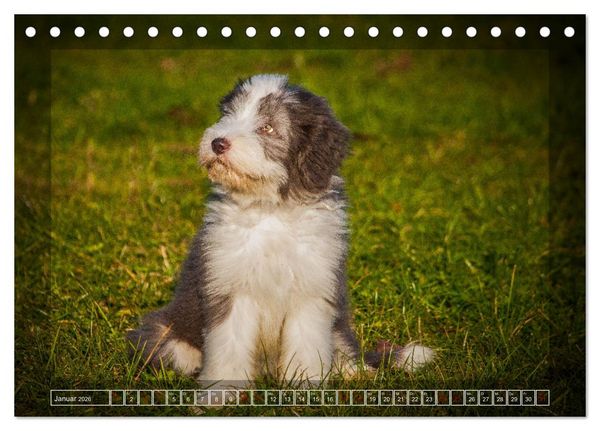 Produktbild: Bearded Collie, mein Freund (Tischkalender 2026 DIN A5 quer), CALVENDO Monatskalender
