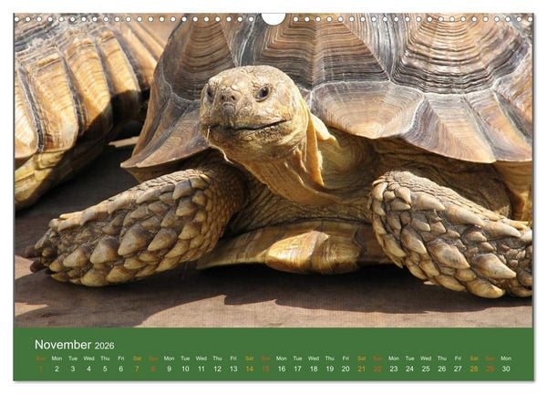 Produktbild: African spurred tortoises (Wall Calendar 2026 DIN A3 landscape), CALVENDO 12 Month Wall Calendar