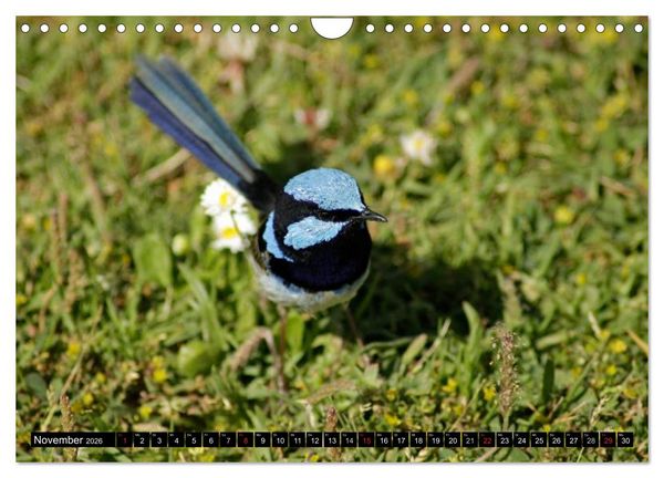 Produktbild: Die Tierwelt in Australien (Wandkalender 2026 DIN A4 quer), CALVENDO Monatskalender