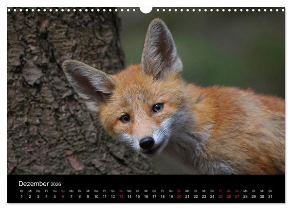 Produktbild: Ein Blick in Reinekes Kinderstube (Wandkalender 2026 DIN A3 quer), CALVENDO Monatskalender