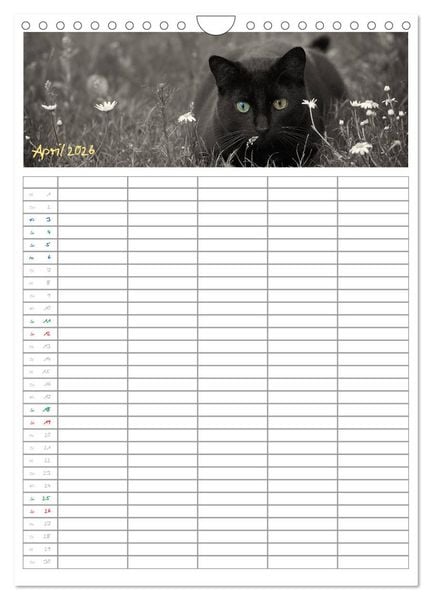 Produktbild: Miezekatzen Planungskalender (Wandkalender 2026 DIN A4 hoch), CALVENDO Monatskalender