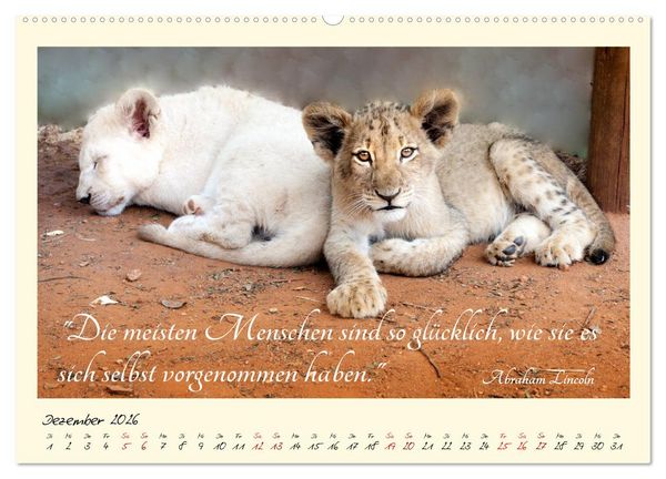 Produktbild: Gl&uuml;cksmomente Gl&uuml;cks-Zitate zu Fotos der gro&szlig;artigen s&uuml;dafrikanischen Tierwelt (hochwertiger Premium Wandkalender 2026 DIN A2 quer), Kunstdruck in Hochglanz