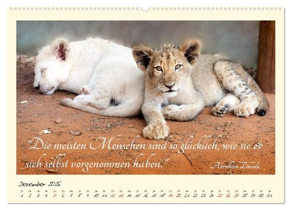 Produktbild: Gl&uuml;cksmomente Gl&uuml;cks-Zitate zu Fotos der gro&szlig;artigen s&uuml;dafrikanischen Tierwelt (Wandkalender 2026 DIN A2 quer), CALVENDO Monatskalender