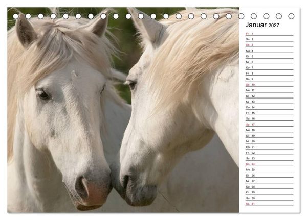 Produktbild: Pferde der Camargue &ndash; Schimmel im Rh&ocirc;nedelta (Tischkalender 2027 DIN A5 quer), CALVENDO Monatskalender