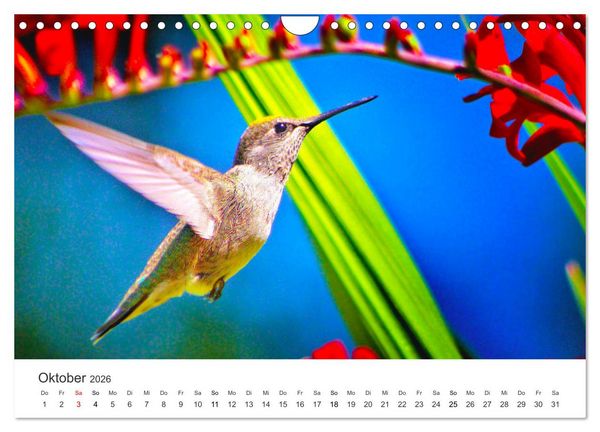 Produktbild: Kolibris - wahre Luftakrobaten (Wandkalender 2026 DIN A4 quer), CALVENDO Monatskalender