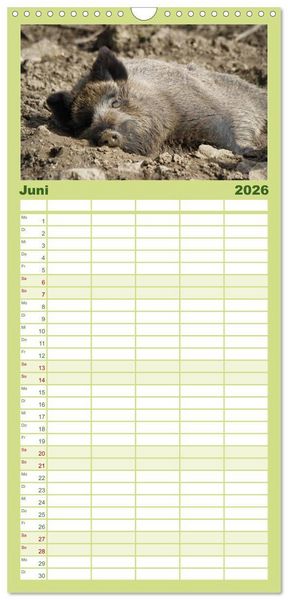 Produktbild: Familienplaner 2026 - Schweinkram - Die Wildschweine sind los mit 5 Spalten (Wandkalender, 21 x 45 cm) CALVENDO
