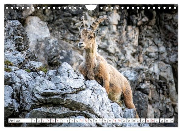 Produktbild: Steinb&ouml;cke - Majest&auml;tische Tiere der Alpen (Wandkalender 2026 DIN A4 quer), CALVENDO Monatskalender