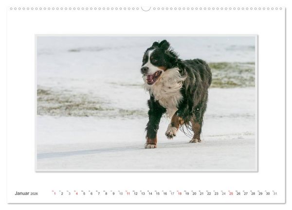 Produktbild: Emotionale Momente: Berner Sennenhund. (Wandkalender 2026 DIN A2 quer), CALVENDO Monatskalender