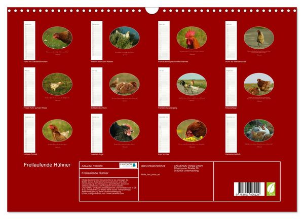 Produktbild: Freilaufende H&uuml;hner (Wandkalender 2026 DIN A3 quer), CALVENDO Monatskalender
