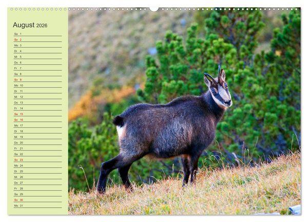 Produktbild: Wir sind die Stars im Wald (hochwertiger Premium Wandkalender 2026 DIN A2 quer), Kunstdruck in Hochglanz
