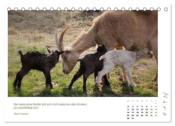 Produktbild: Mutterliebe - Ziegen mit ihren s&uuml;&szlig;en L&auml;mmern (Tischkalender 2026 DIN A5 quer), CALVENDO Monatskalender