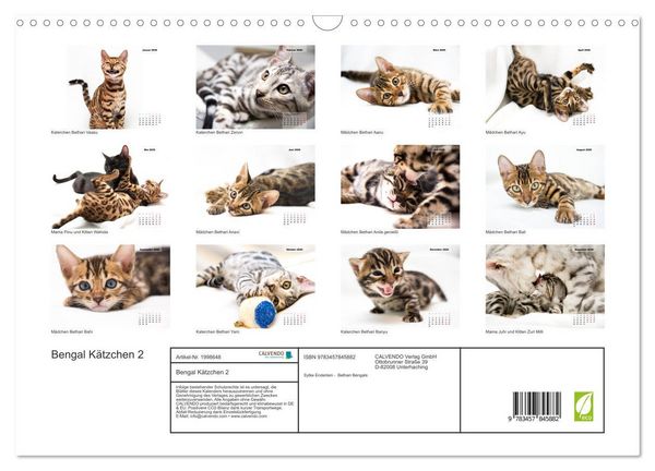 Produktbild: Bengal K&auml;tzchen 2 (Wandkalender 2026 DIN A3 quer), CALVENDO Monatskalender