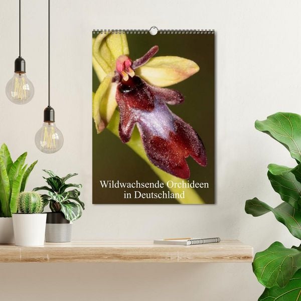 Produktbild: Wildwachsende Orchideen in Deutschland (Wandkalender 2026 DIN A3 hoch), CALVENDO Monatskalender