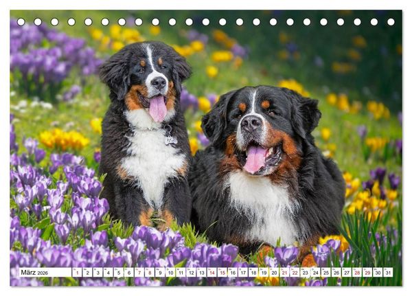 Produktbild: Berner Sennenhunde - Freunde f&uuml;r ein ganzes Leben (Tischkalender 2026 DIN A5 quer), CALVENDO Monatskalender