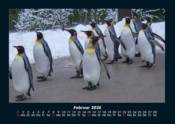 Produktbild: Pinguine & Eisb&auml;ren 2026 Fotokalender DIN A4