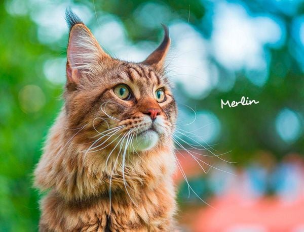 Produktbild: Katzen 2027 Eintragkalender