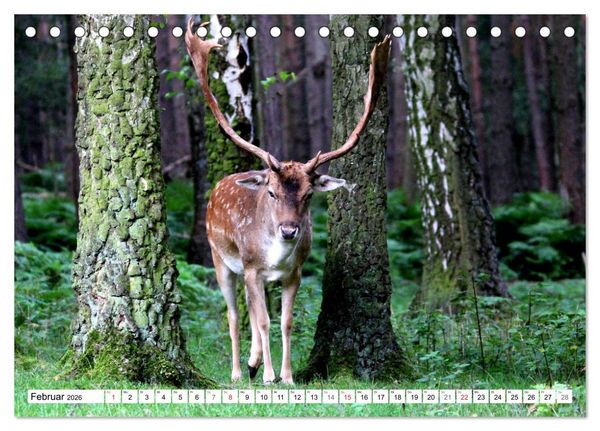 Produktbild: Der Damhirsch - Der Schaufeltr&auml;ger des Waldes (Tischkalender 2026 DIN A5 quer), CALVENDO Monatskalender