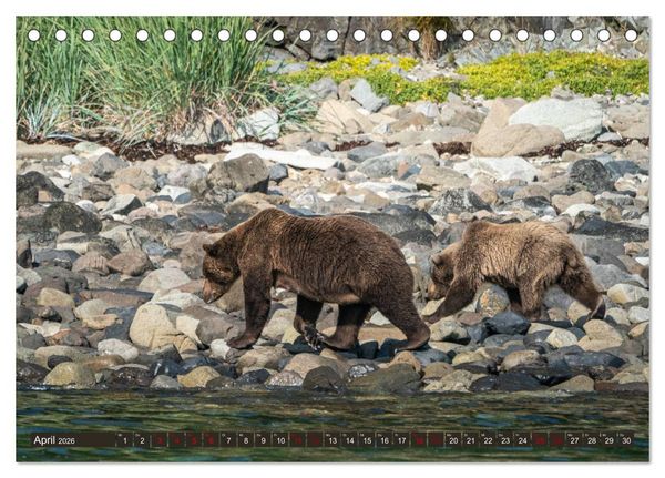 Produktbild: Grizzlyb&auml;ren im Katmai Nationalpark Alaska (Tischkalender 2026 DIN A5 quer), CALVENDO Monatskalender