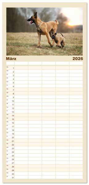 Produktbild: Familienplaner 2026 - Mit dem Malinois durch das Jahr mit 5 Spalten (Wandkalender, 21 x 45 cm) CALVENDO