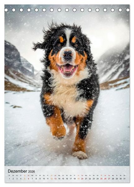 Produktbild: Berner Sennenhund - gutm&uuml;tig und treu (Tischkalender 2026 DIN A5 hoch), CALVENDO Monatskalender