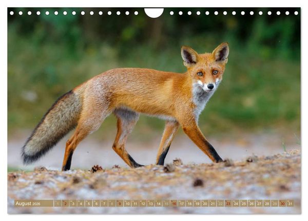 Produktbild: Wilder Dar&szlig; - Fuchs, Hirsch und Co. 2026 (Wandkalender 2026 DIN A4 quer), CALVENDO Monatskalender