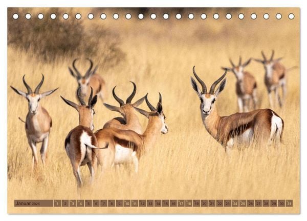 Produktbild: Wildlife Namibia - Etosha und Kalahari (Tischkalender 2026 DIN A5 quer), CALVENDO Monatskalender