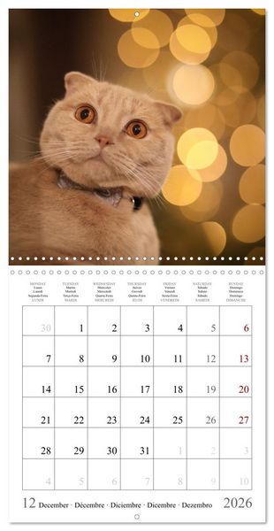 Produktbild: F&eacute;lins au fil des mois (Calendrier mural carr&eacute; 2026 30x30 cm) Calendrier double avec une page pour vos prises de notes