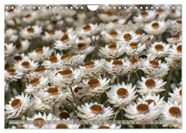 Produktbild: Fynbos - Die einzigartige Flora S&uuml;dafrikas (Wandkalender 2026 DIN A4 quer), CALVENDO Monatskalender