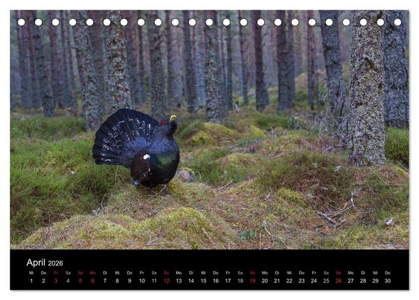 Produktbild: V&ouml;gel & Landschaften (Tischkalender 2026 DIN A5 quer), CALVENDO Monatskalender