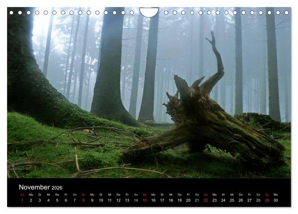 Produktbild: Wurzelwerke (Wandkalender 2026 DIN A4 quer), CALVENDO Monatskalender